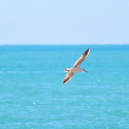 Pet Friendly In Appartement *