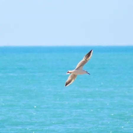 Pet Friendly In Appartement