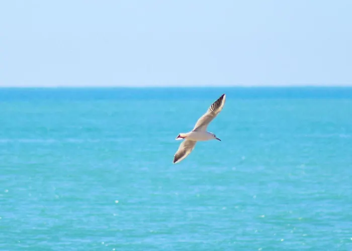 Pet Friendly In Apartman